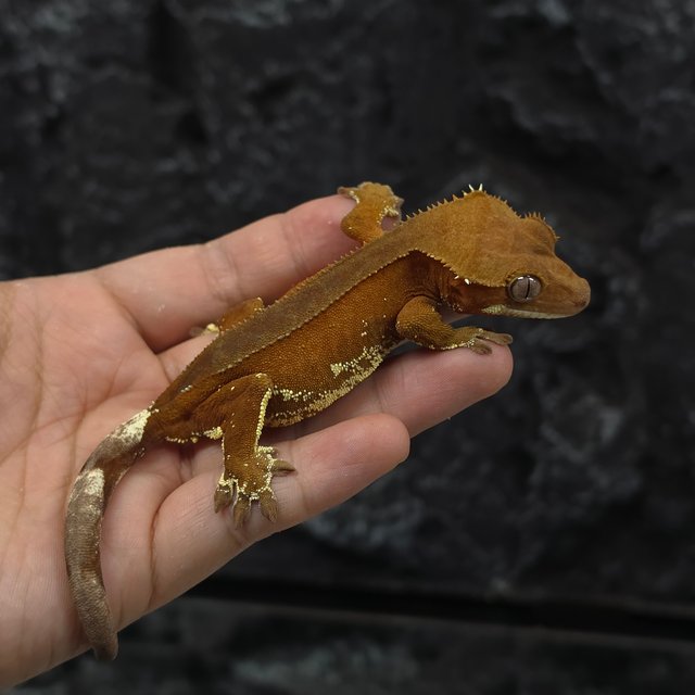 레드 바이 화이트포트홀