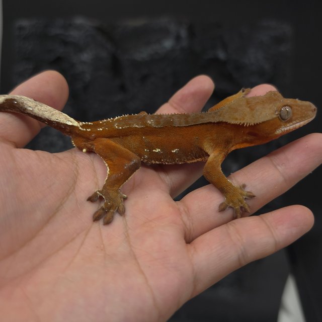 레드 바이 화이트포트홀