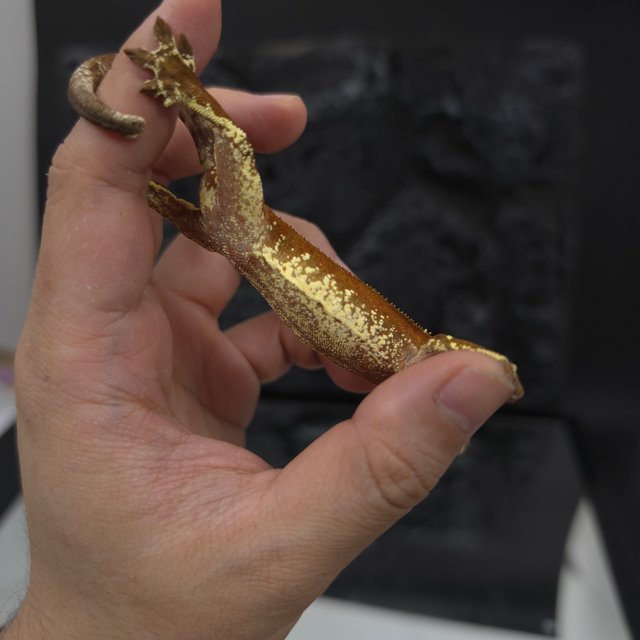 레드 바이 화이트포트홀