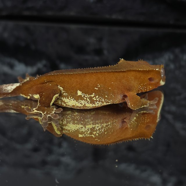 레드 바이 화이트포트홀