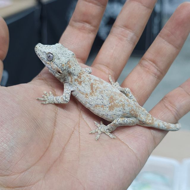레드 블로치드