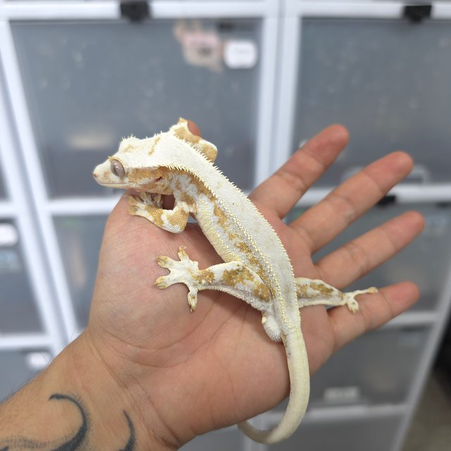 크림 릴리화이트