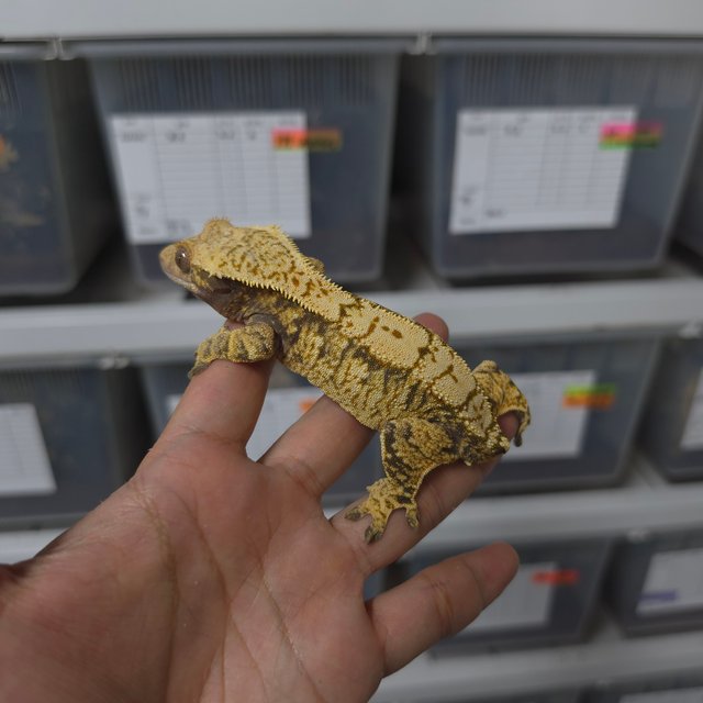 화이트스팟 트라이 익스트림할리퀸