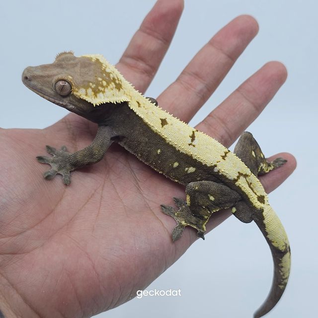 세이블