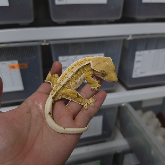 트라이 쿼드 핀스트라이프 화이트크라운 드리피