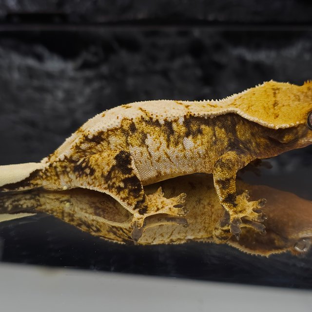 트라이 드리피 화이트스팟