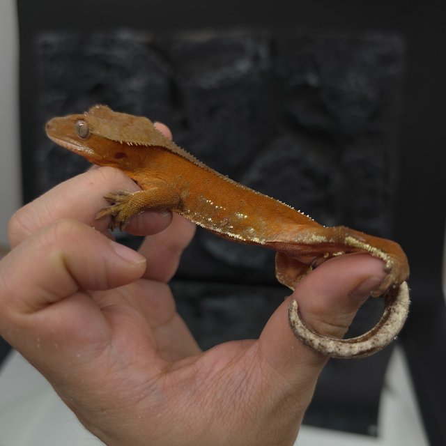 레드 바이 화이트포트홀