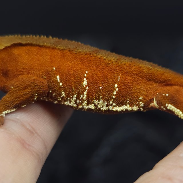 레드 바이 화이트포트홀