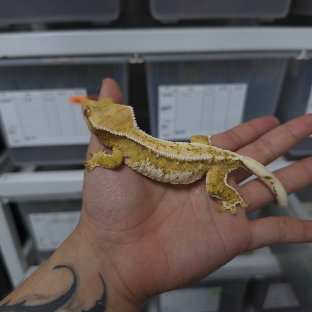 트라이 쿼드 핀스트라이프 화이트크라운 드리피