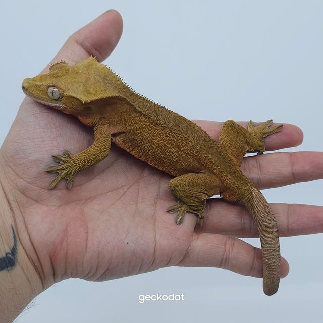 패턴리스