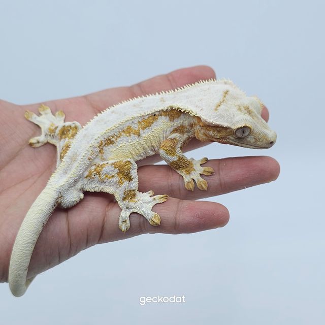 크림 릴리화이트