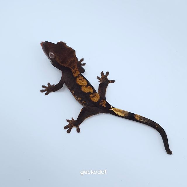 다크 플레임