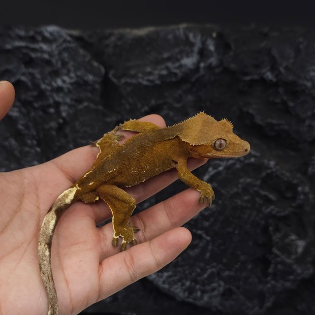 레드 바이 화이트포트홀