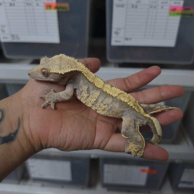 트라이 익스트림할리퀸