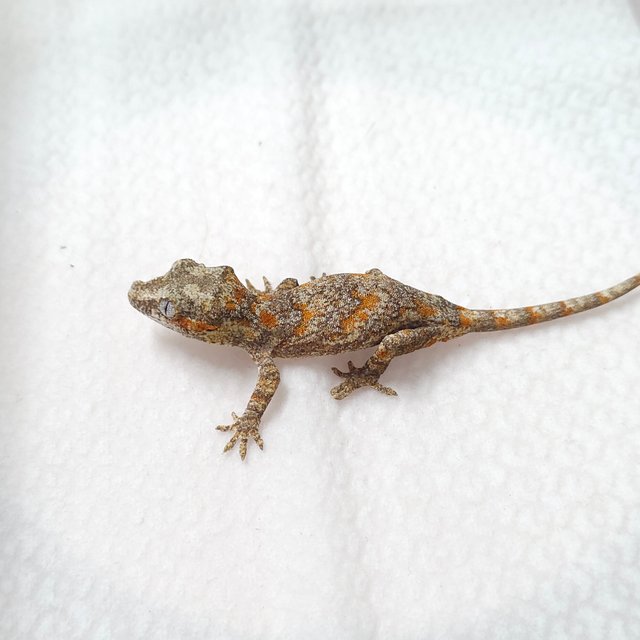 오렌지 블로치드