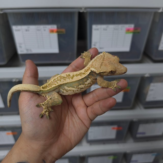 텐저린 트라이 쿼드 풀핀