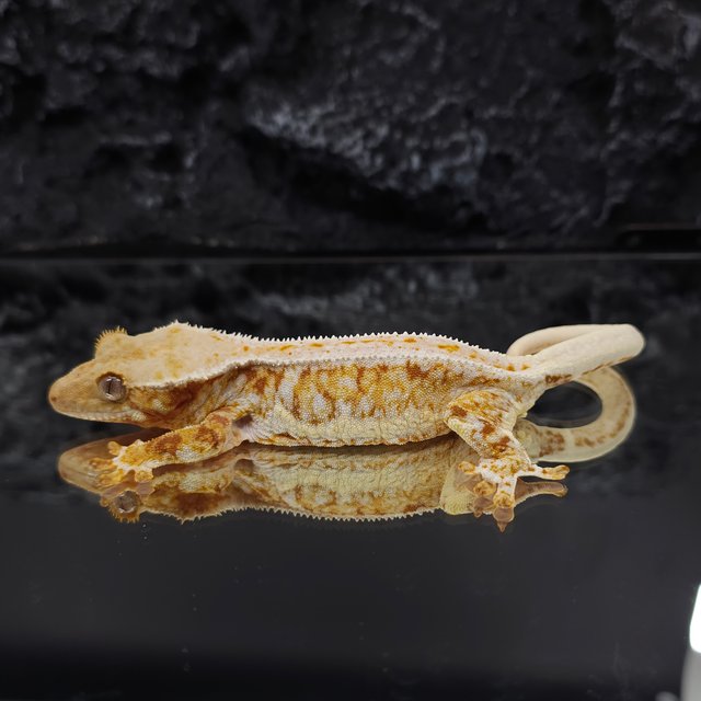 레드 트라이 릴리화이트