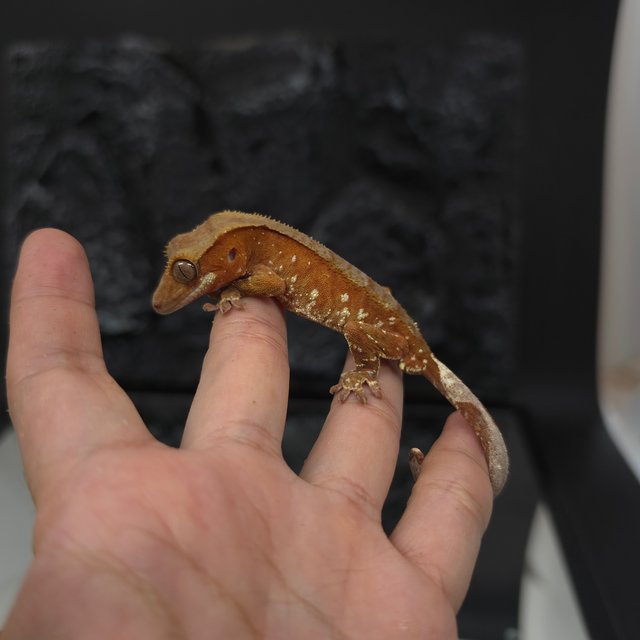 레드 바이 화이트포트홀