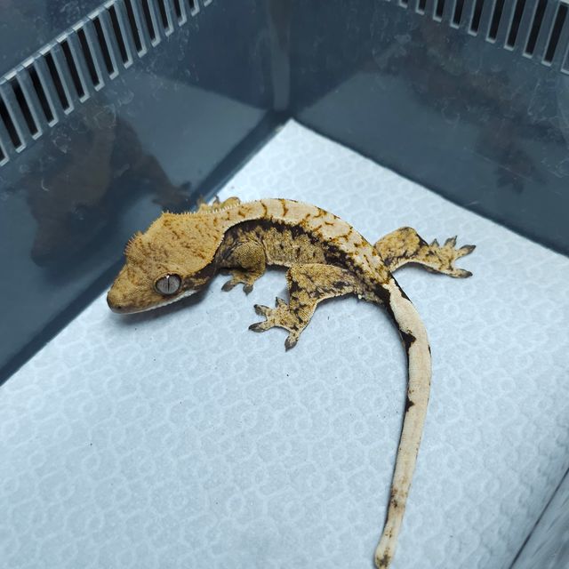 트라이 익스트림할리퀸