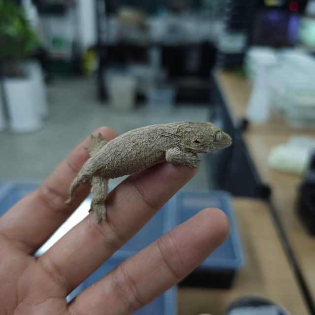 하이 컬러