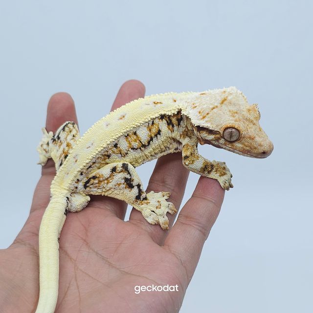 트라이 릴리화이트