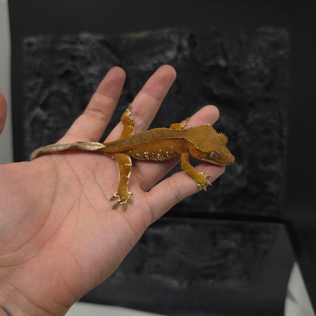 레드 바이 화이트포트홀