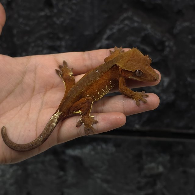 레드 바이 화이트포트홀