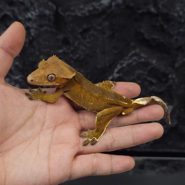 레드 바이 화이트포트홀