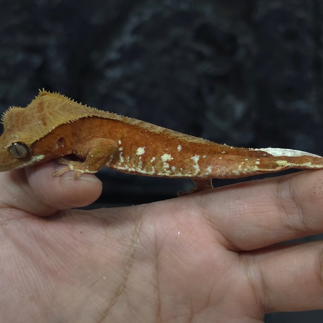 레드 바이 화이트포트홀