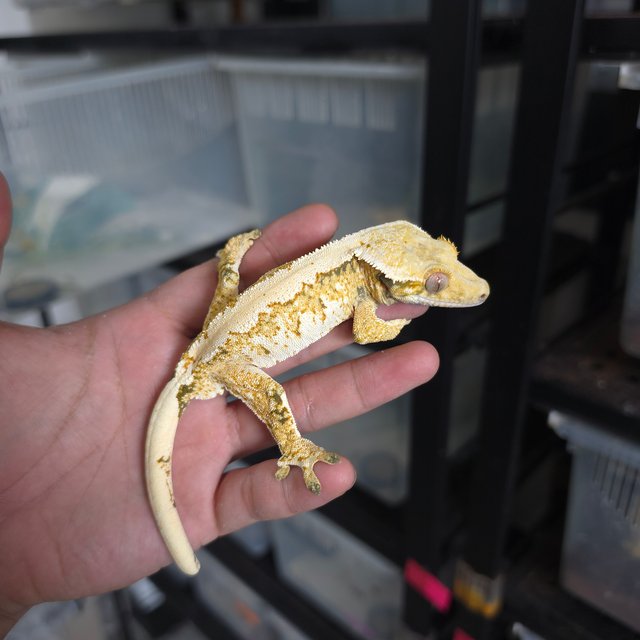 트라이 익스트림할리퀸