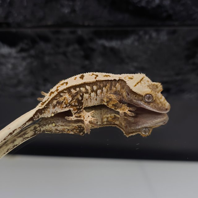 드리피 화이트스팟