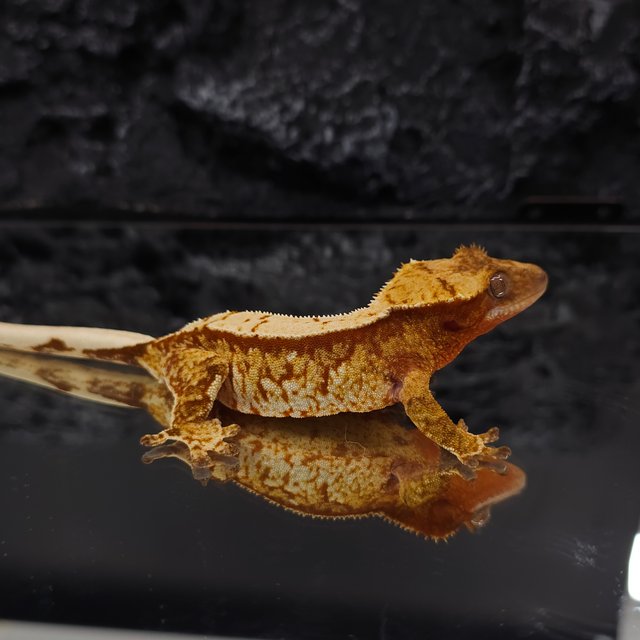 레드 트라이 익스트림할리퀸