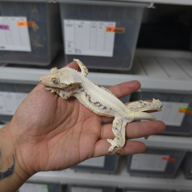 솔리드백 릴리화이트