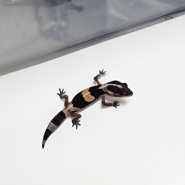 노멀 헷 오레오