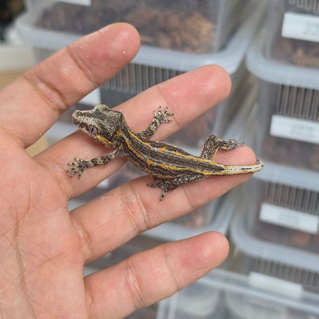 오렌지 스트라이프