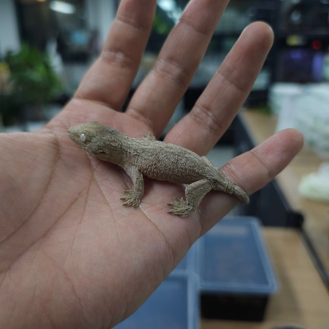 하이 컬러