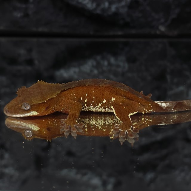 레드 바이 화이트포트홀