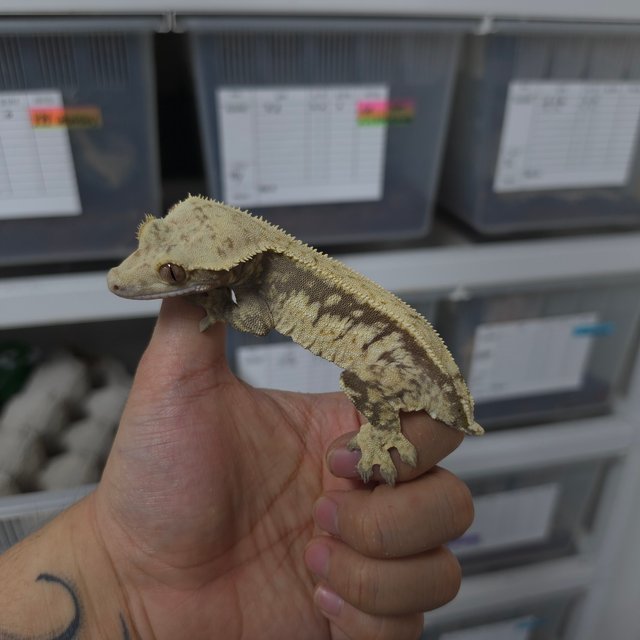 쿼드 핀스트라이프