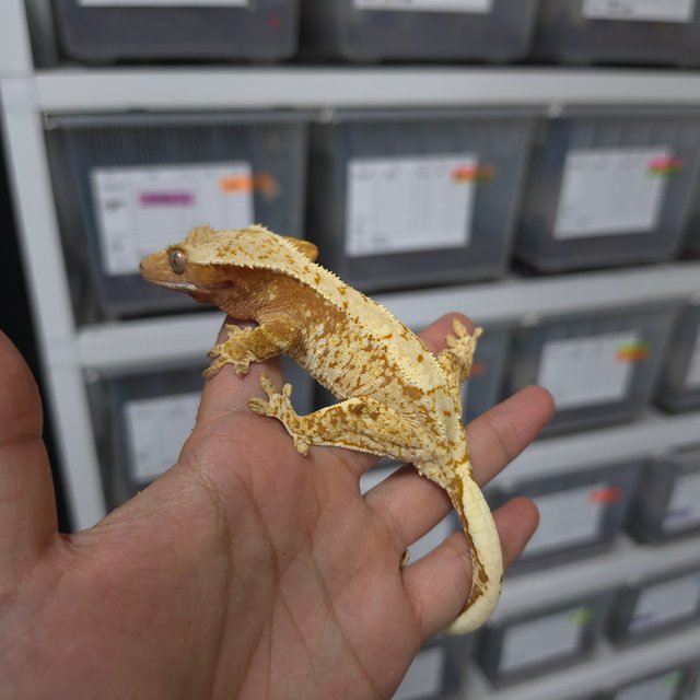 레드 트라이 익스트림할리퀸 화이트스팟