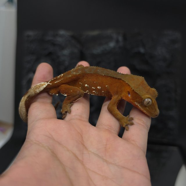 레드 바이 화이트포트홀