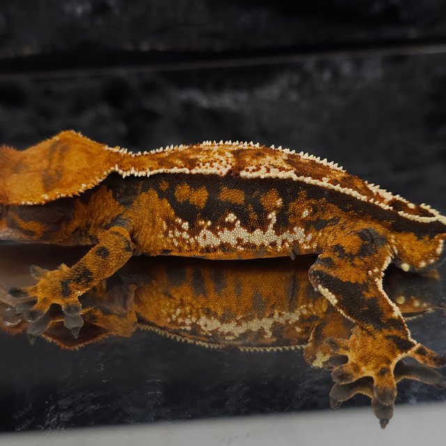 할로윈 트라이 익스트림할리퀸