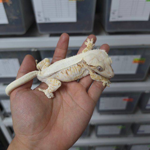 솔리드백 레드 릴리화이트