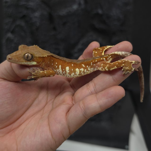 레드 바이 화이트포트홀