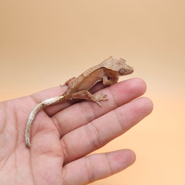 레드 팬텀