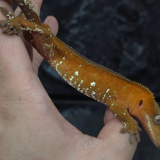 레드 바이 화이트포트홀