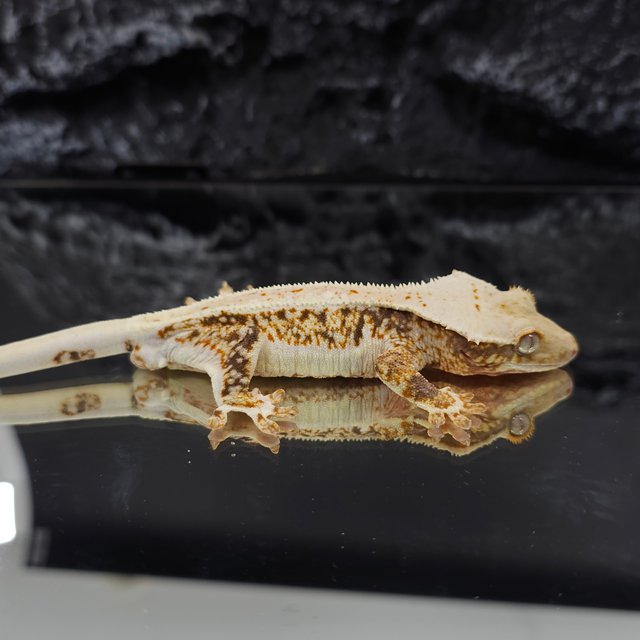 레드 트라이 릴리화이트