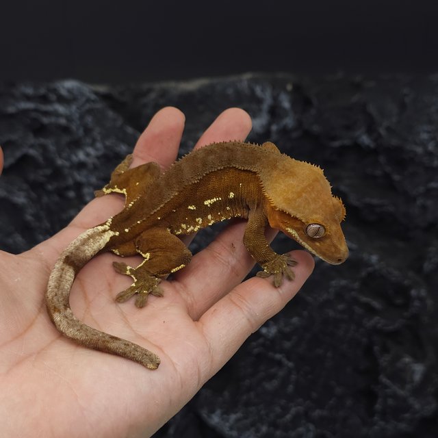 레드 바이 화이트포트홀