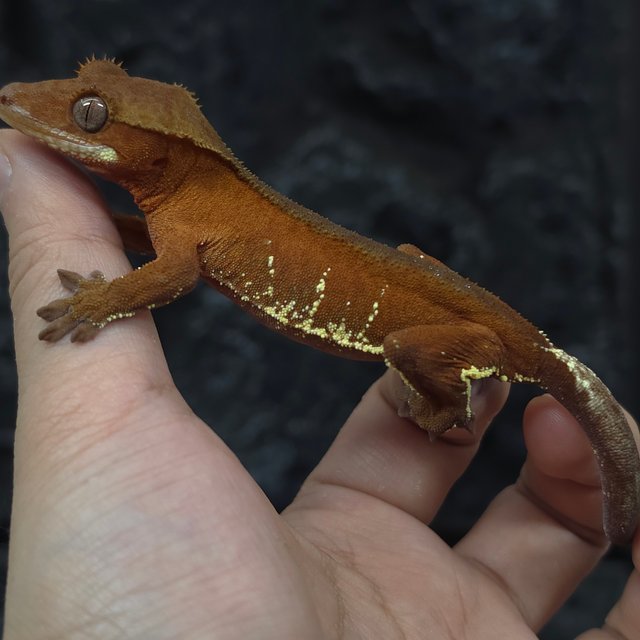 레드 바이 화이트포트홀