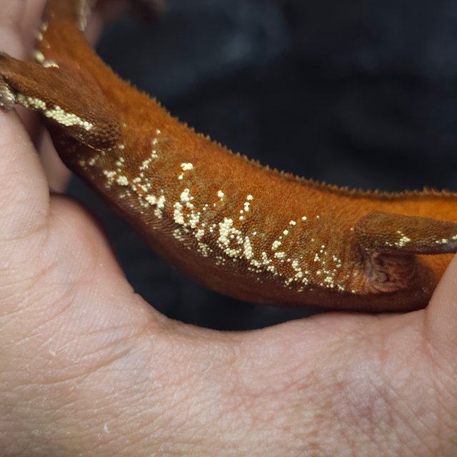 레드 바이 화이트포트홀