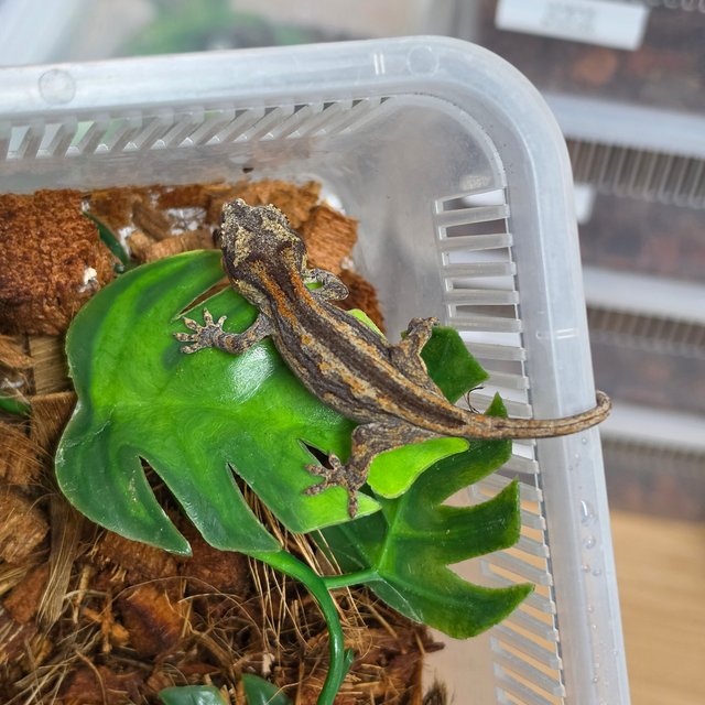 오렌지 스트라이프